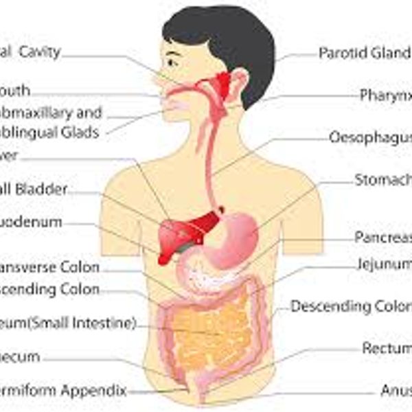 Aahar Pak Food Digestion Ayurvedic Concept by Rajendra