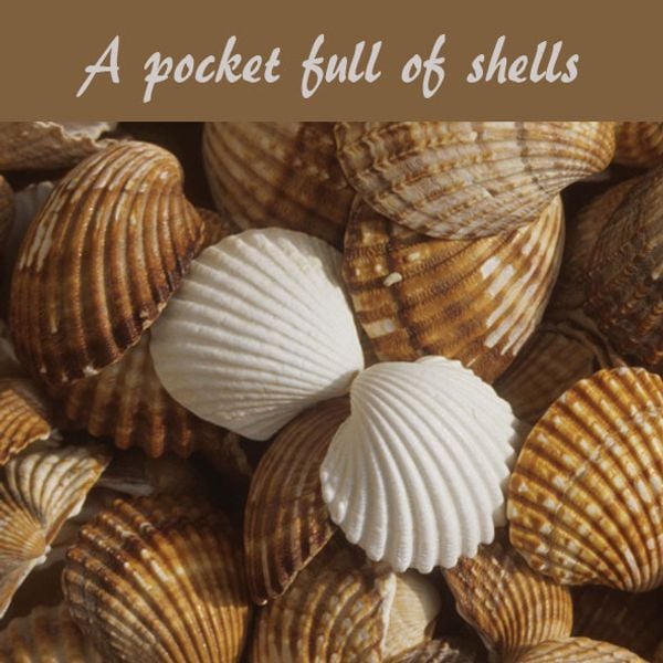 Reposters Of A Pocket Full Of Shells By Mr Mikosch 