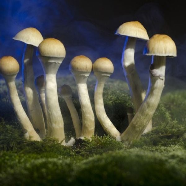 Pilztrip Mushroom Happy Hour Part 3 By Oldboy Mixcloud