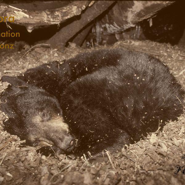 Погода медведов. Берлога гималайского медведя. Медведь в спячке. Спячка медведя зимой. Медведи рожают в спячке.