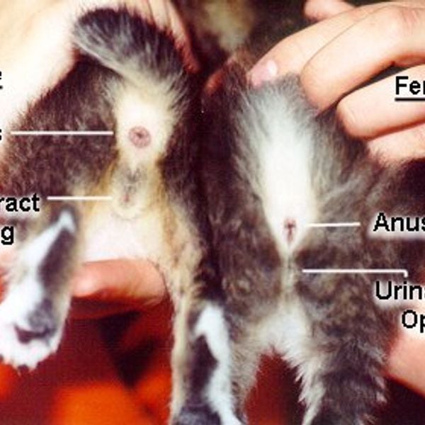 Половые органы кота и кошки фото