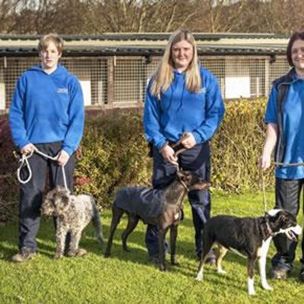 Deerness kennels dogs for hot sale rehoming