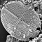 Planck Tone #22 Diatom (w/ Uva Ursi)