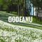 Godeanu - Spring.Field