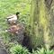 A Duck in a Tree 2022-01-15 | Complete This Sentience