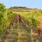 Radio Dante Viaggi. 19 - I vini del Monferrato all’azienda vinicola “La Casaccia”