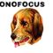 PHONOFOCUS : GAYE SU AKYOL