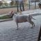 Bull Terrier Volos-Greece