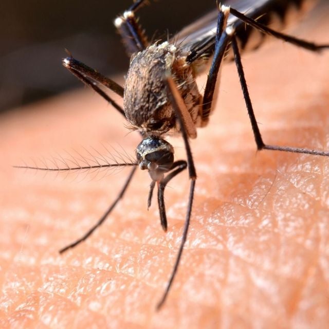 Mixcloud profile picture for @mosquitoes