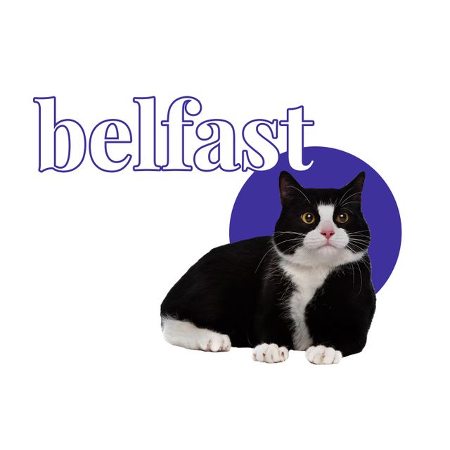 Mixcloud profile picture for @belfast