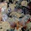 The Fungi From Yuggoth Death Transmitter Mix