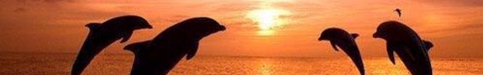 profile cover image