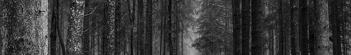 profile cover image