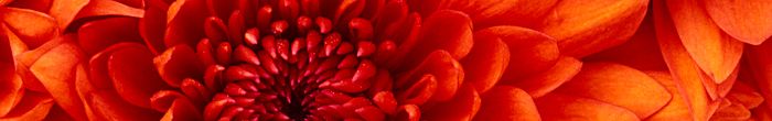 profile cover image