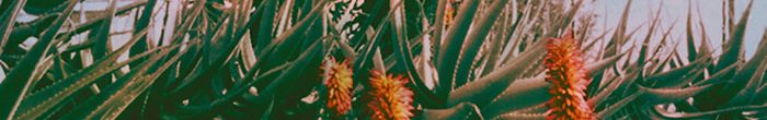 profile cover image