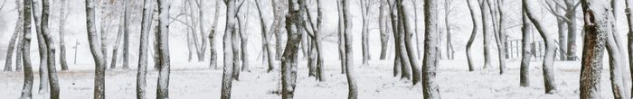 profile cover image