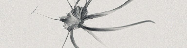 Agnes Haus cover image