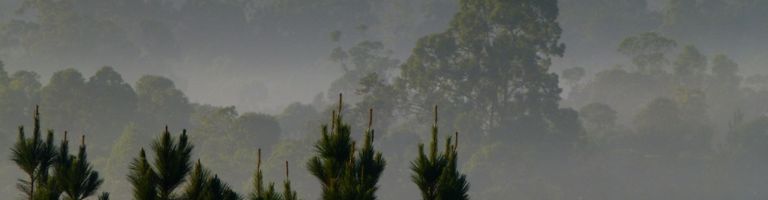 Fernando Tesch cover image