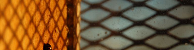 Liminotic cover image