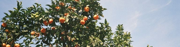 Lomé cover image