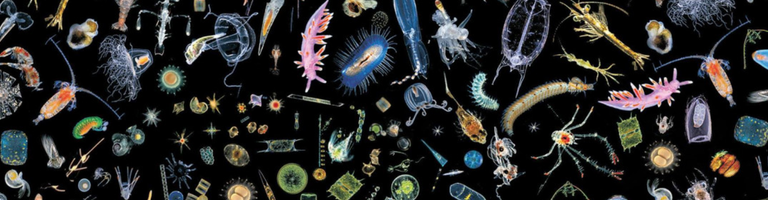 DonnyPlankton cover image
