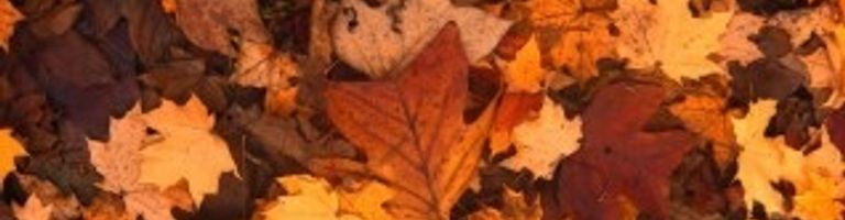 The Night Owl cover image