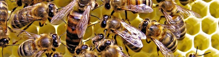 DJQueenBee cover image