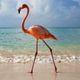 TRAVISWILD's Animal Kingdom Radio 046 - Flamingo (Best of 2015 - Hamptons Special) logo