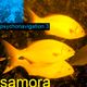 SAMORA ----> PSYCHONAVIGATION ambient 3 logo
