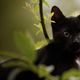 Sechs Gründe für schwarze Katzen - Hörspiel für Kinder logo