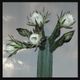 Echinopsis Pachanoi Mixture logo