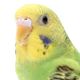 Singing Parakeets logo