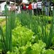 Feira Agroecológico do Médio Paraíba do Sul acontece em Volta Redonda logo