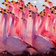 Wild Flamingos ~ Live Set logo