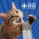 Pet Dental Health: What you need to know-Ontario SPCA Animals' Voice Pawdcast-Season 5, Episode 7 logo