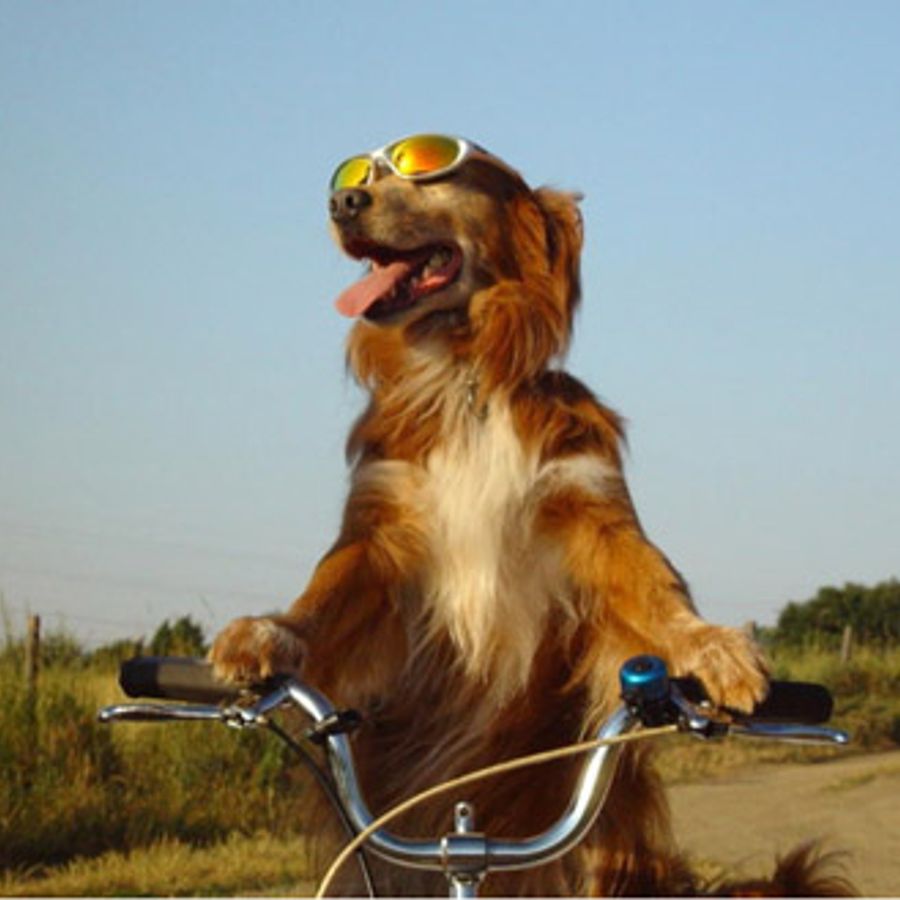 собака ехал человека