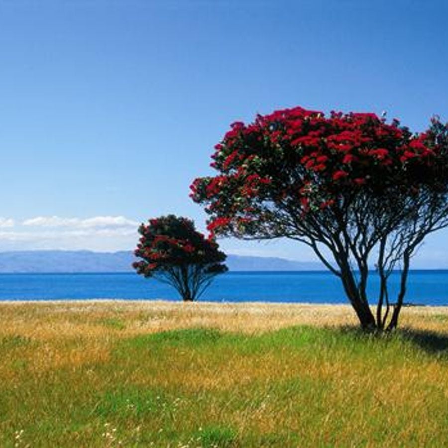 деревья новой зеландии