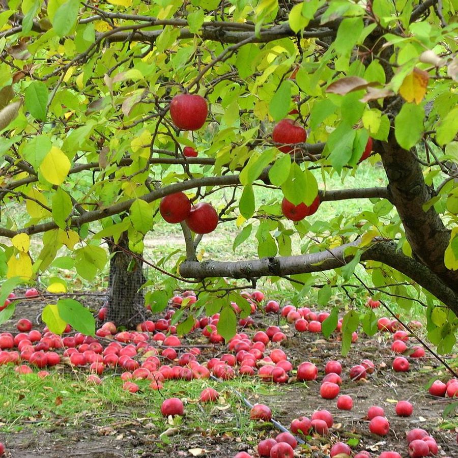 Ремонтантная яблоня. Яблоневый 1 сад. Яблоня в саду. Плодово ягодные деревья.
