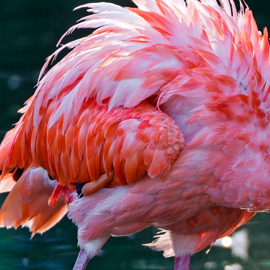 перо фламинго