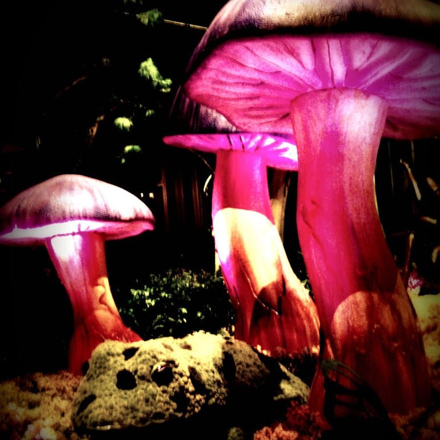 Живые грибы. Мушрумс грибы Мэджик машрумс. Разноцветные грибы. Разноцветные волшебные грибы.