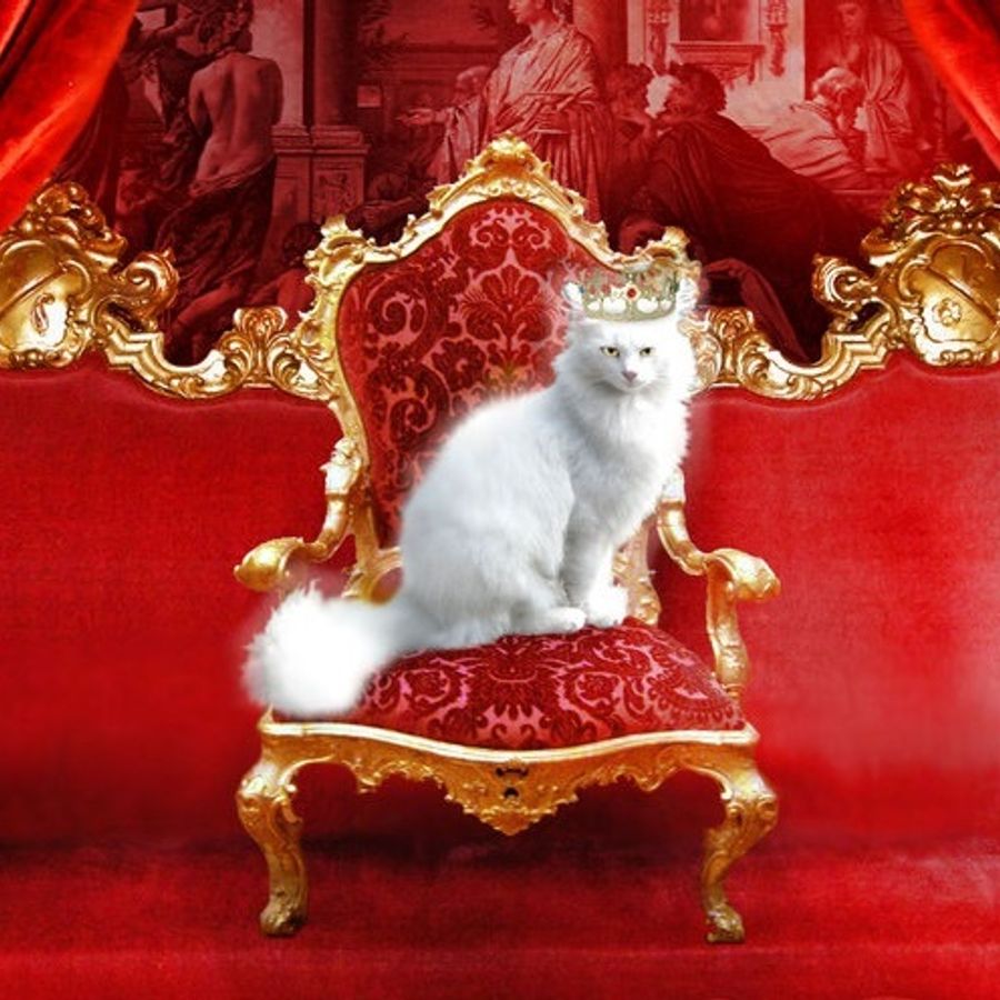 Картинки кошка царица