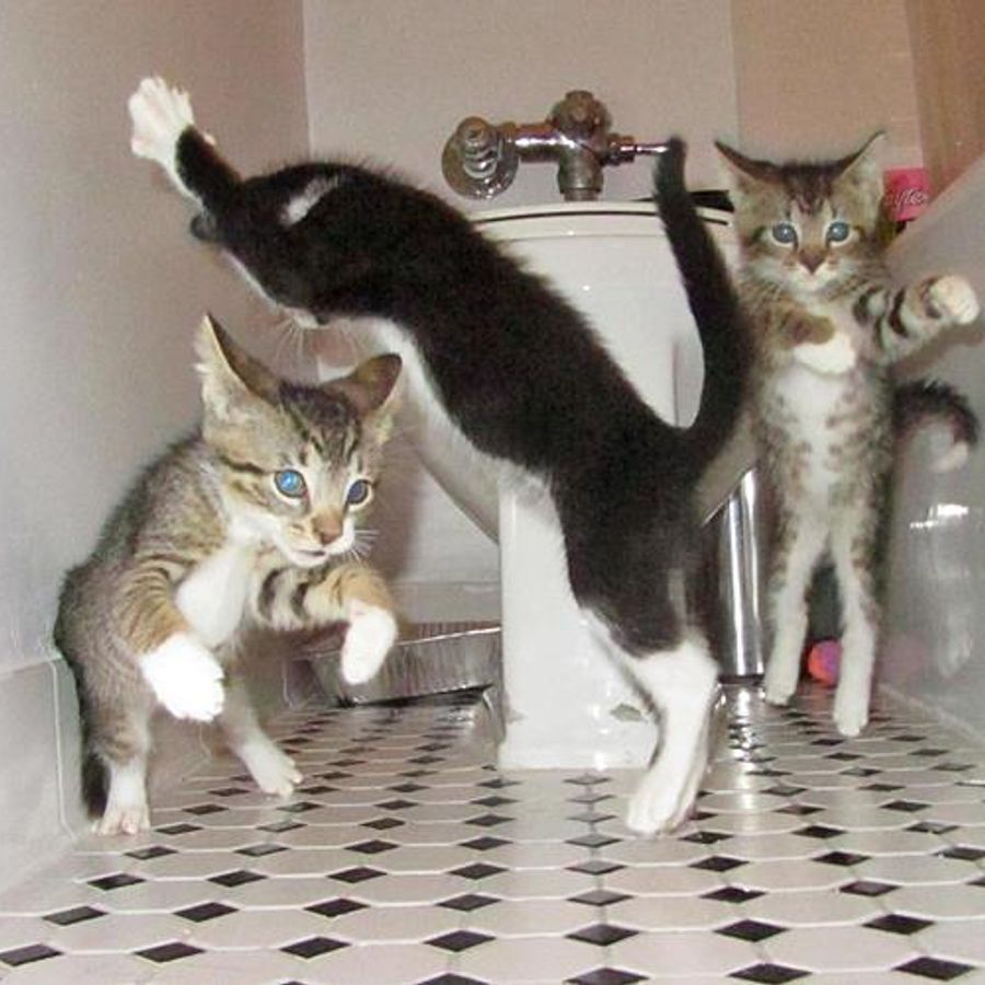 Кот на дискотеке