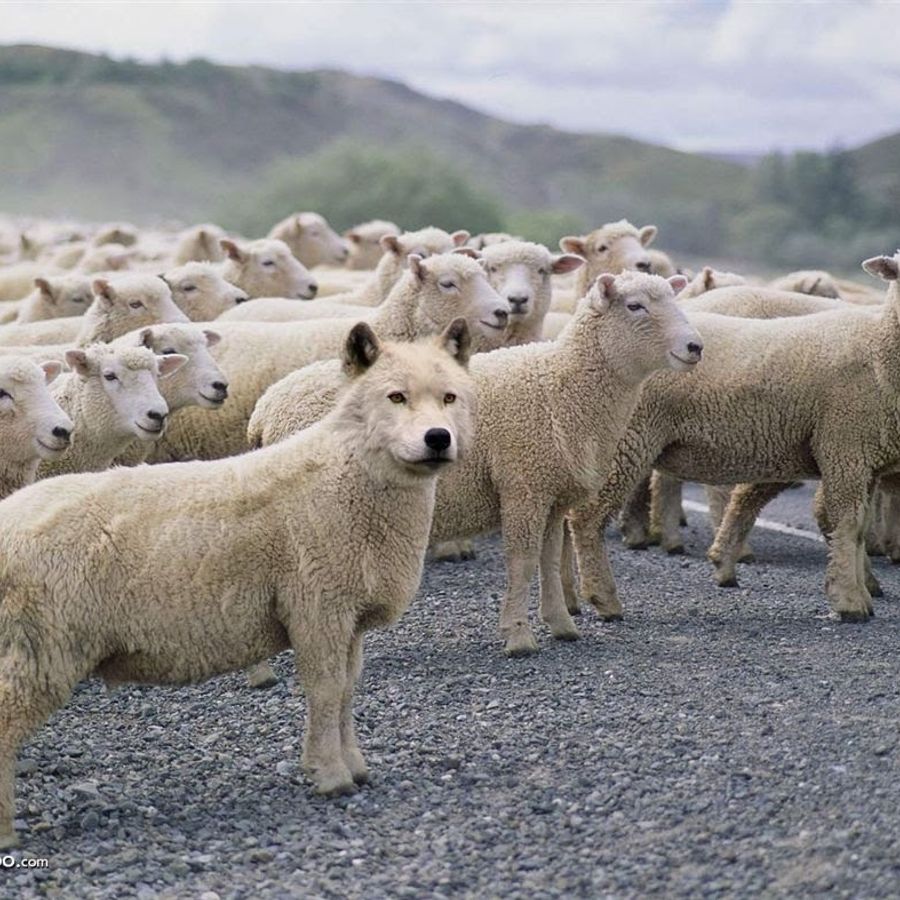 Стая овец