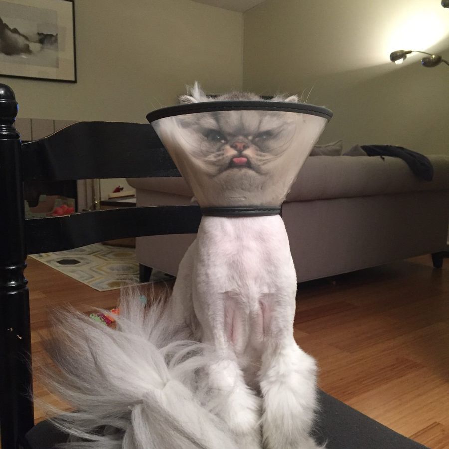 Кот Альберт