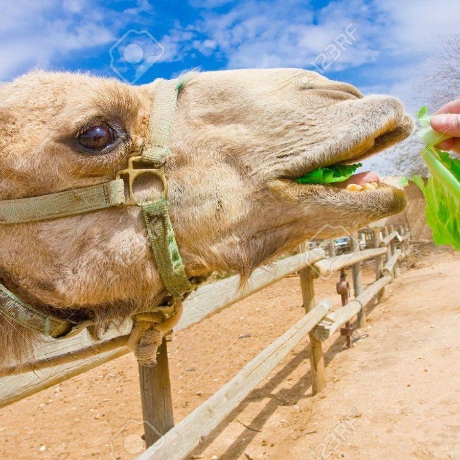 Верблюд питание. Верблюжья еда. Еда верблюда. Camel eating.