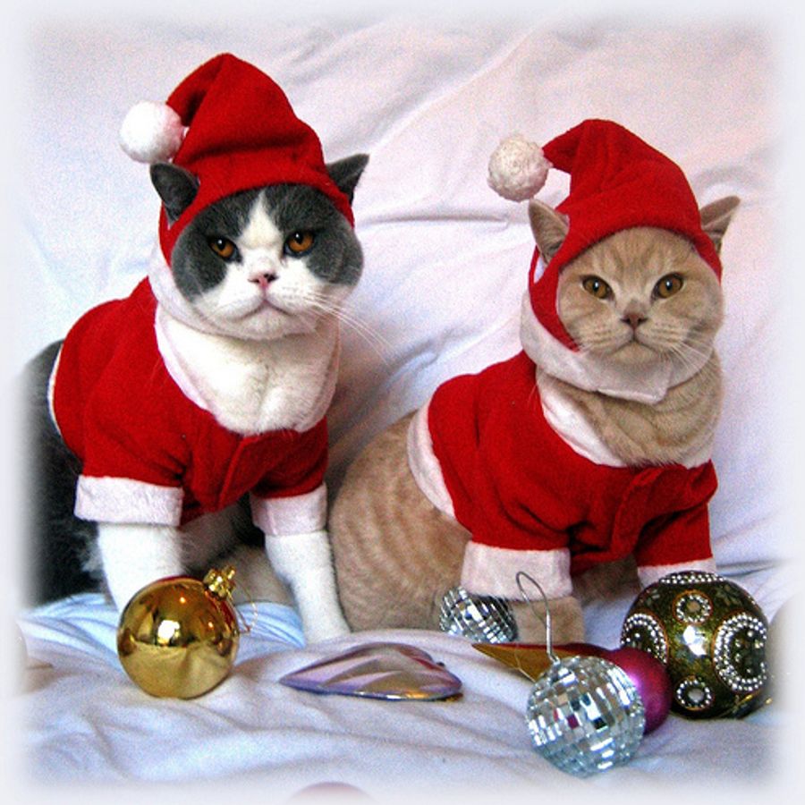 Кот в костюме Деда Мороза