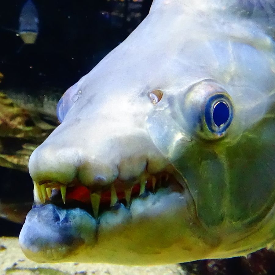 Goliath Tigerfish.