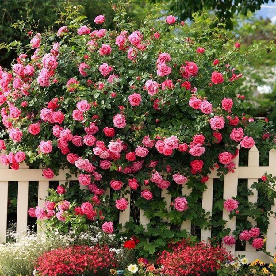 Роза Садовая Розовая