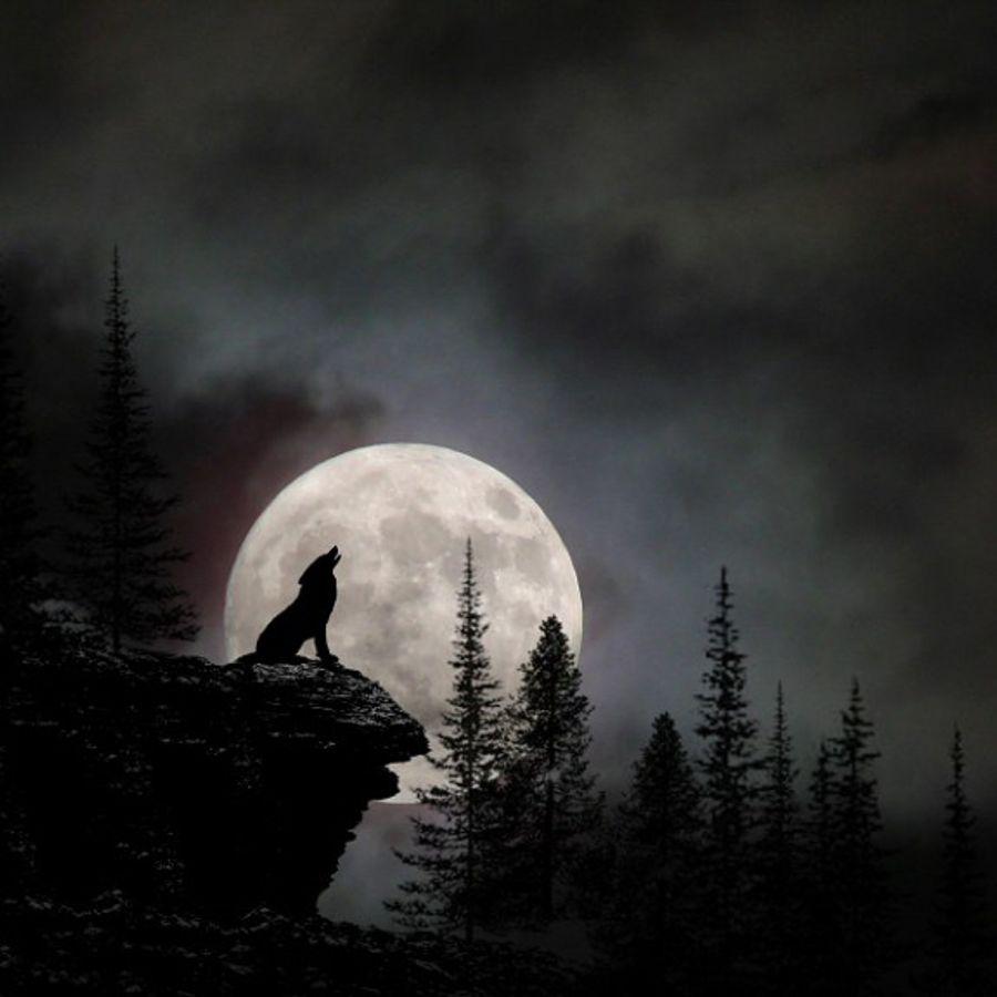 Ночная Поляна с луной