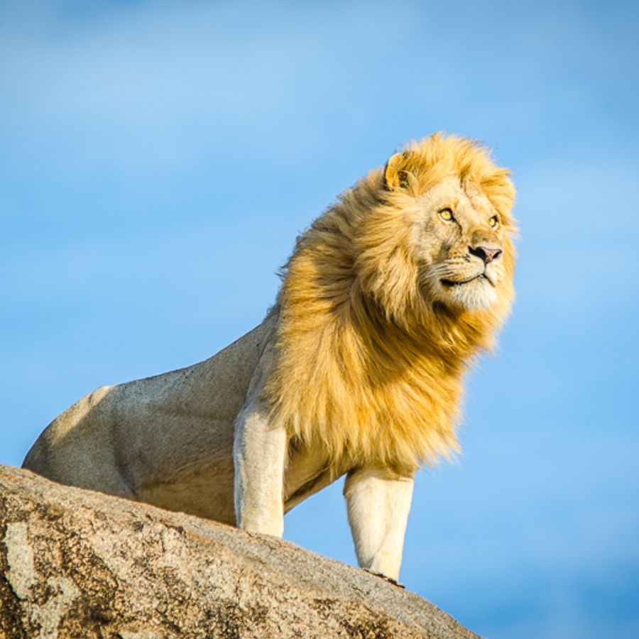 Lion lives in. Король Лев в реальной жизни. Лев на дереве. Король Лев фото. Natural Lion Life.